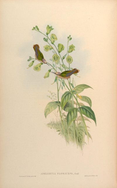 Adelomyia floriceps by John Gould